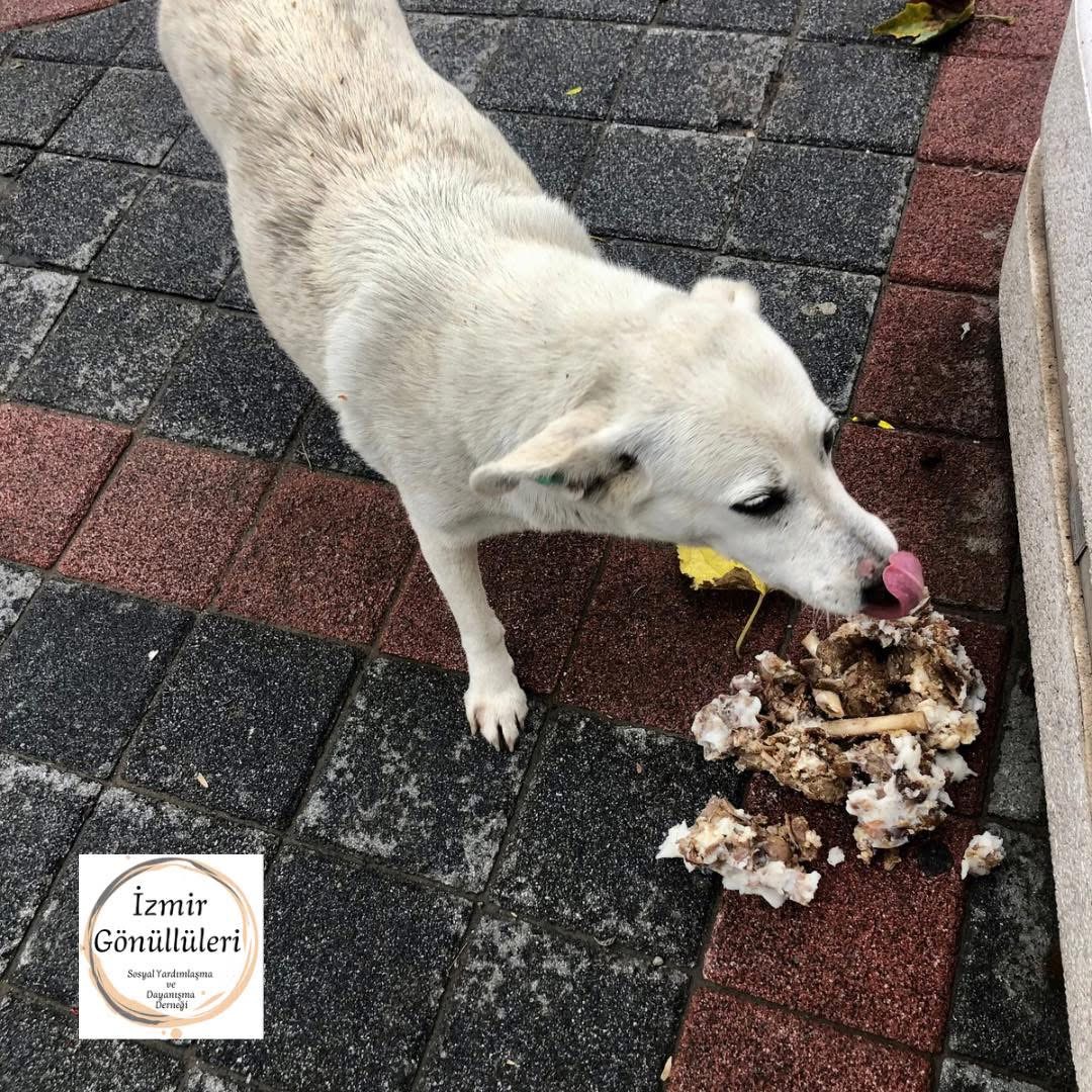 Sokak Hayvanlarının Tedavisi ve Korunması