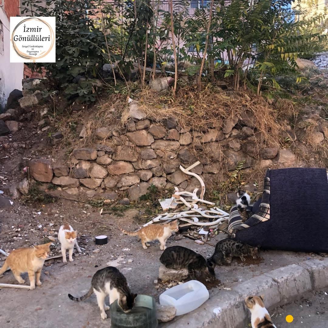 Sokak Hayvanlarının Tedavisi ve Korunması