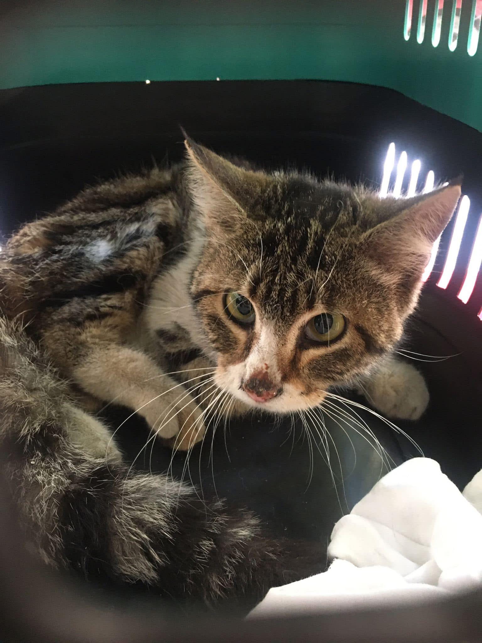 Sokak Hayvanlarının Tedavisi ve Korunması